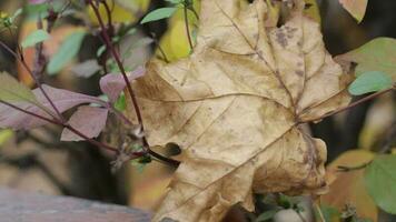 Dried maple leaf on a bush in autumn time video