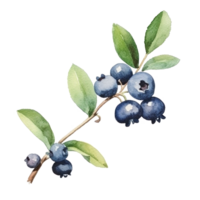 WatercolorBlueberry Isolated. Illustration Generative AI png