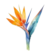 linda acuarela Strelitzia flor. ilustración generativo ai png