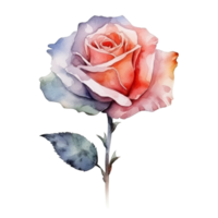 schattig waterverf roos bloem. illustratie ai generatief png