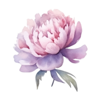 söt vattenfärg pion blomma. illustration ai generativ png