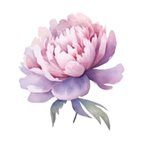 Cute watercolor peony flower. Illustration AI Generative png