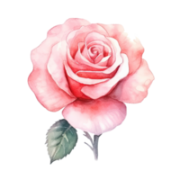 Cute watercolor rose flower. Illustration AI Generative png
