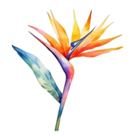 carino acquerello strelitzia fiore. illustrazione generativo ai png