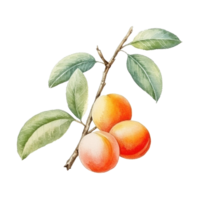 Watercolor Apricot Branch Isolated. Illustration AI Generative png