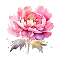 süß Aquarell Pfingstrose Blume. Illustration ai generativ png
