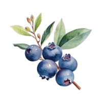 WatercolorBlueberry Isolated. Illustration Generative AI png