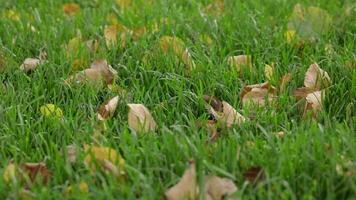 verde erba coperto di disidratato le foglie mosso di autunno vento. lento movimento video