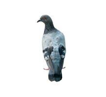 Single wild pigeon standing isolated on white background with clipping path photo