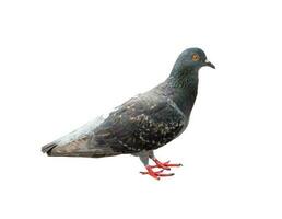 Single wild pigeon standing isolated on white background with clipping path. photo