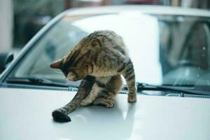 street cat sits on a car on the street and licks wool, animal shelter photo