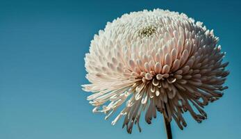 Nature blue gift a single daisy blossom generated by AI photo