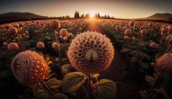 A sunflower blossom at dusk rural scenery generated by AI photo