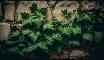 Fresh green ivy climbs rough stone wall backdrop generated by AI photo
