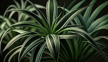 Tropical plant with striped leaves brings freshness indoors ,generative AI photo