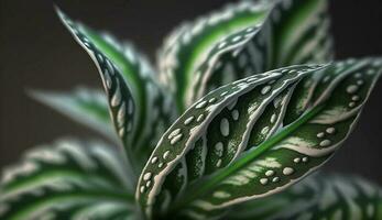 verde suculento planta con agua gotas frescura abunda generado por ai foto