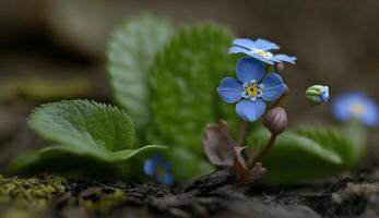 Beauty Captured in a Macro Springtime Photograph , photo
