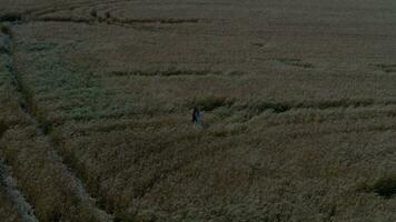 Young lady in the middle of the wheat field video