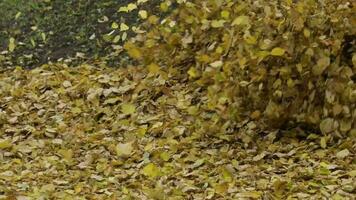 groen gras gedekt door uitgedroogd bladeren verhuisd door herfst wind. langzaam beweging video