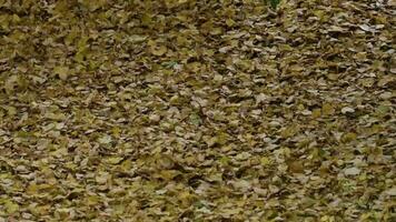 Grün Gras bedeckt durch dehydriert Blätter gerührt durch Herbst Wind. schleppend Bewegung video