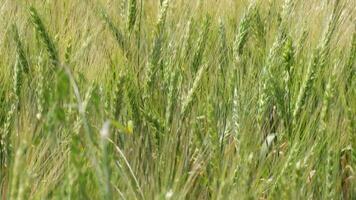 Green wheat spikelets wheat field video
