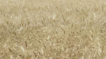 panning shoot of a wheat field video