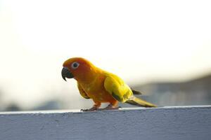 encantador hermosa naranja amarillo verde loro Dom conure en gallinero rama con azul claro cielo antecedentes foto