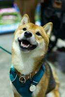 cerca arriba encantador blanco marrón shiba inu perro mirando arriba con linda cara en el perro carro en mascota expo salón foto