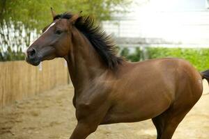 close up white brown horse playing running in racetrack field photo