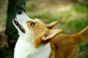 close up long tail  fluffy fatty fur corgi face with dog leash playing in dog park photo