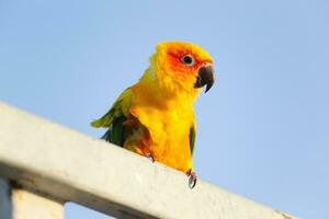 Lovely Beautiful orange Yellow green parrot  Sun Conure on roost branch with blue clear sky background photo