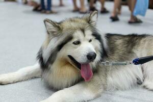 old cute Siberian Husky  dog with dog leash on the floor in the pet expo with people foots photo