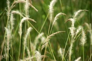 close up green grass land background photo