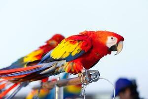 Close up of colorful scarlet macaw parrot pet perch on roost branch with blue clear sky background photo