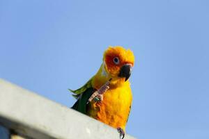 Lovely Beautiful orange Yellow green parrot  Sun Conure on roost branch with blue clear sky background photo