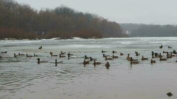 wild ducks on ice, winter park video