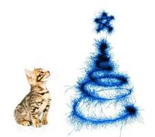 Kitten looking at the Christmas tree on a white photo