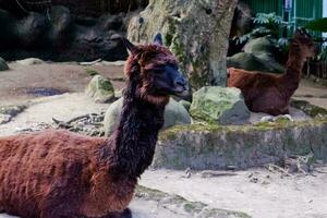 Selective focus of Alpaca sitting in its cage. photo