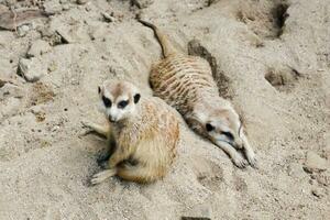 selectivo atención de suricatas encaramado en su recintos en el tarde. genial para educando niños acerca de salvaje animales foto