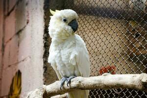 Selective focus of lesser cockatoo perched in its enclosure in the afternoon. Great for educating children about wild animals. photo