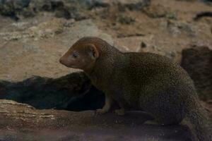 Selective focus of dwarf mongoose perched in its enclosure in the afternoon. Great for educating children about endangered animals. photo