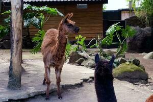 Selective focus of Alpaca sitting in its cage. photo