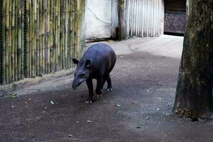 Selective focus of brazilian tapirs walking around in their enclosure in the afternoon. Great for educating children about endangered animals. photo