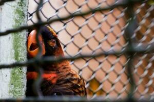 selectivo atención de oscuro lory loro encaramado en sus recinto en el tarde. genial para educando niños acerca de en peligro de extinción pájaro especies. foto