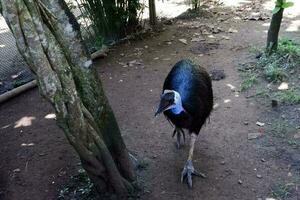 Selective focus of dwarf cassowary that goes around in its enclosure in the afternoon. Great for educating children about wild animals. photo