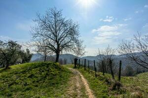 2023 03 11 Vallonara árbol y camino foto