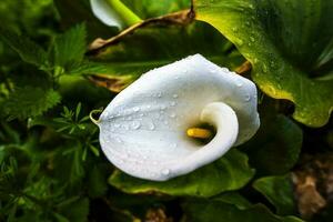 2023 04 01 Mossano Zantedeschia aethiopica photo