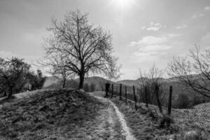 2023 03 11 Vallonara tree and path 1 photo