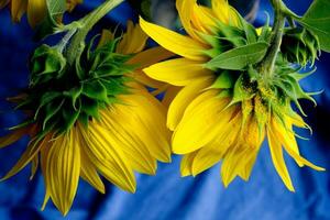 Beautiful sunflower close up,sunflower on blue background,ukrainian symbol,print for postcard,wallpaper,cover design,poster ,calendar,advertising,packaging,greeting card,yellow flower. photo