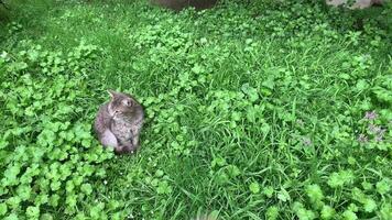 chat permanent sur le herbe à la recherche autour à chasser video